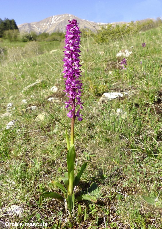 Le orchidee di Cardito, splendide praterie tra il reatino e laquilano.